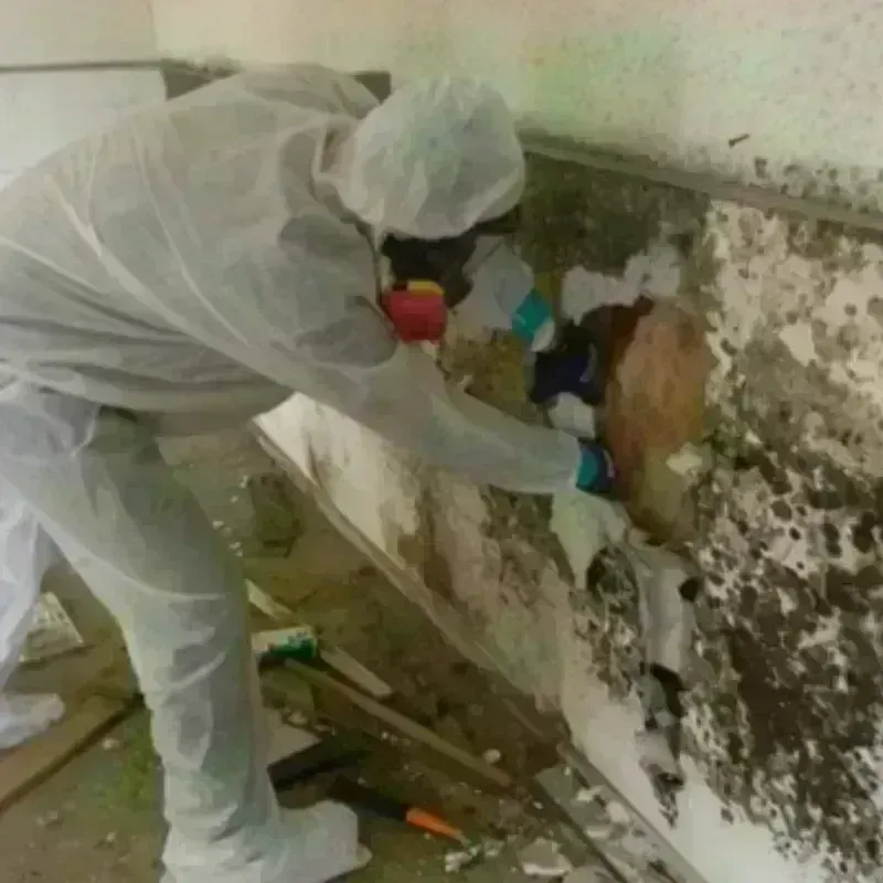 Mold Remediation and Removal in Panhandle, TX